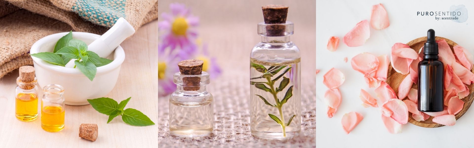 Read more about the article Aceites esenciales y sus usos en la aromaterapia