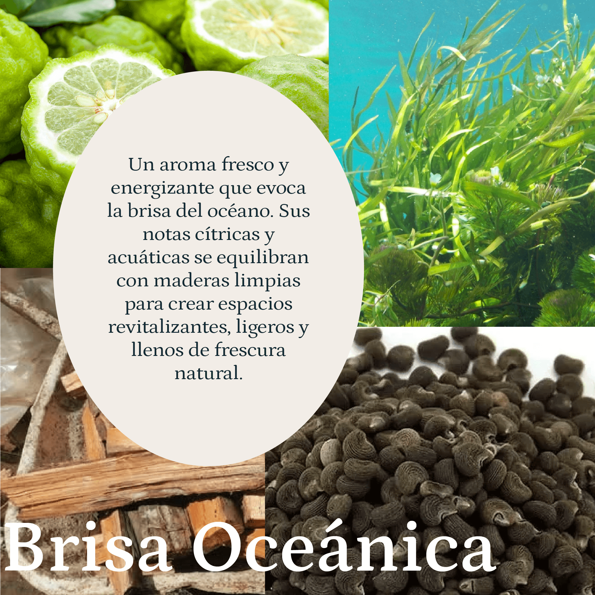 Brisa Oceanica - Imagen 2